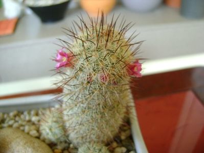 Mammillaria microhelia