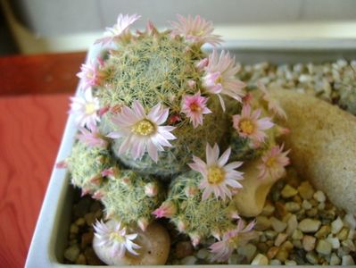 Mammillaria schiedeana ssp. giselae