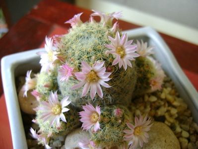 Mammillaria schiedeana ssp. giselae