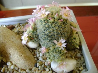 Mammillaria schiedeana ssp. giselae