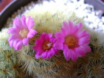 Mammillaria carmenae