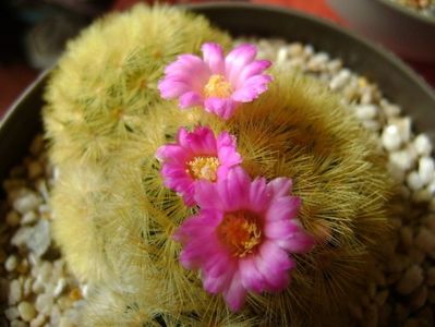 Mammillaria carmenae