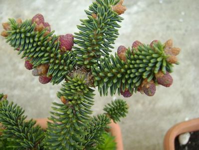 Abies pinsapo