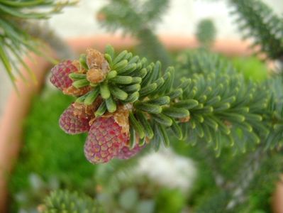 Abies pinsapo