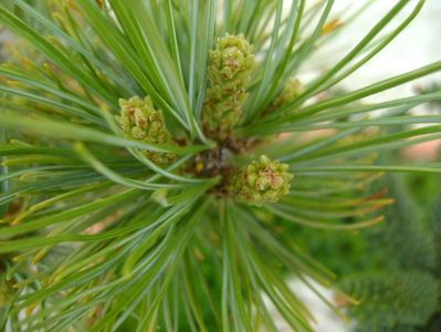 Pinus Shizukagoten