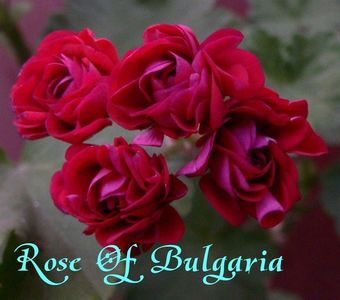 Rose Of Bulgaria