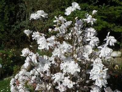 magnolia stellata