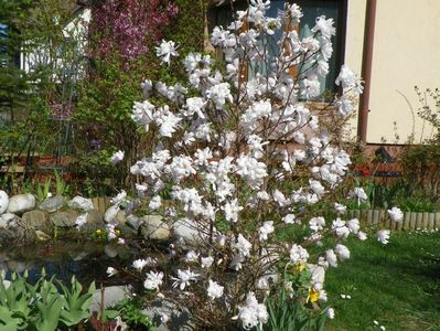 magnolia stellata