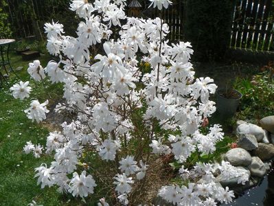 magnolia stellata