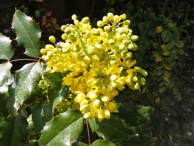 mahonia aquifolium