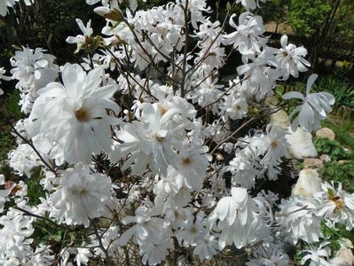 magnolia stellata