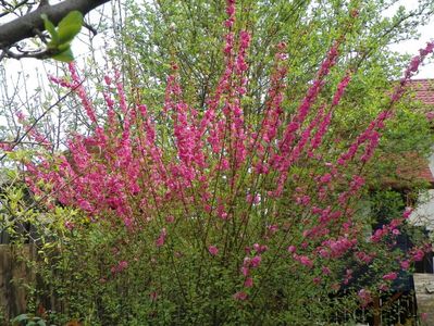 prunus triloba