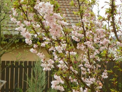 prunus incisa Oshidori