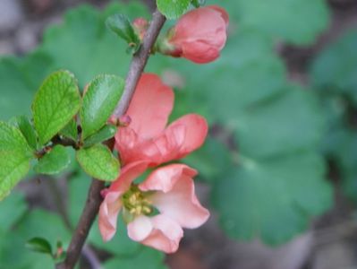 chaenomeles Salmon Horizon