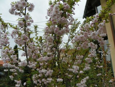 prunus incisa Oshidori