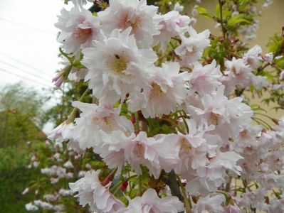 prunus incisa Oshidori