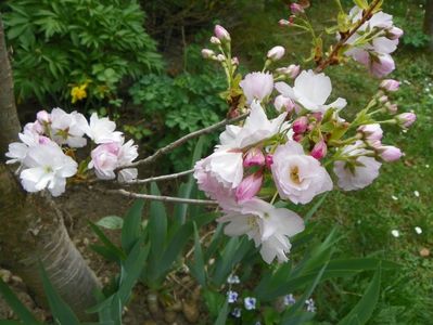 prunus Amanogawa