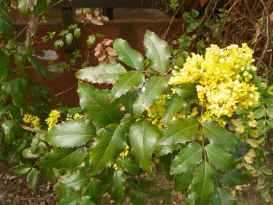 mahonia aquifolium