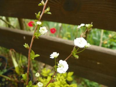 spiraea prunifolia Pleniflora