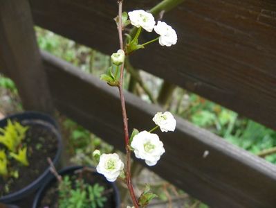 spiraea prunifolia Pleniflora