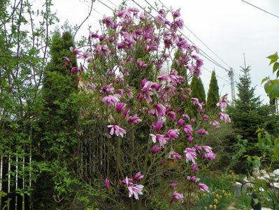 magnolia Susan