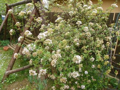 viburnum burkwoodii