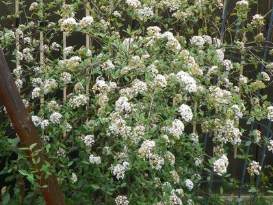 viburnum burkwoodii