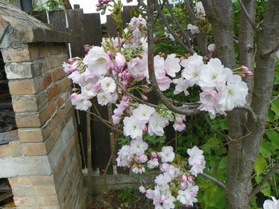 prunus Amanogawa