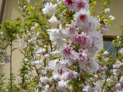 prunus incisa Oshidori