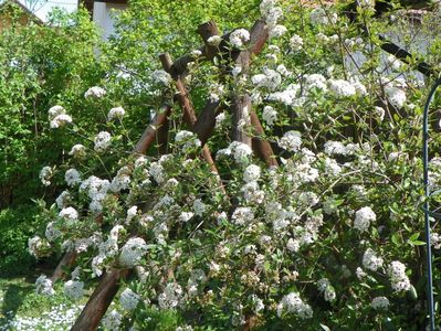 viburnum burkwoodii