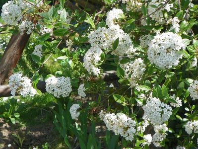 viburnum burkwoodii