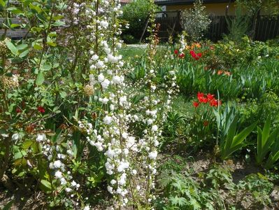 prunus glandulosa Alba Plena