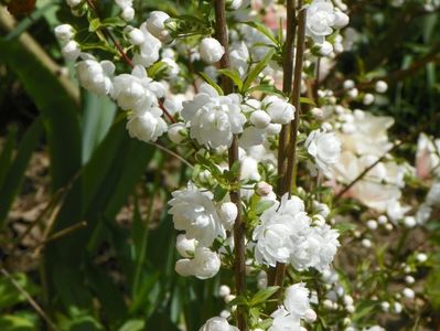 prunus glandulosa Alba Plena