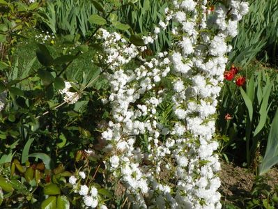 prunus glandulosa Alba Plena