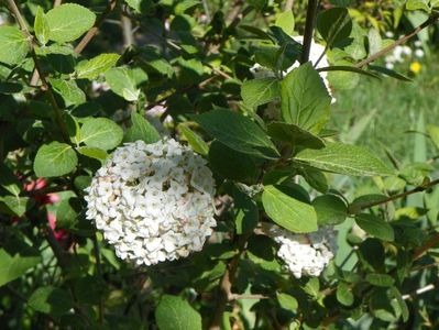 viburnum carlchephalum