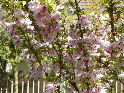 prunus incisa Oshidori