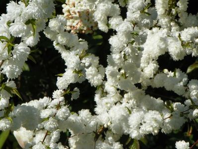 prunus glandulosa Alba Plena