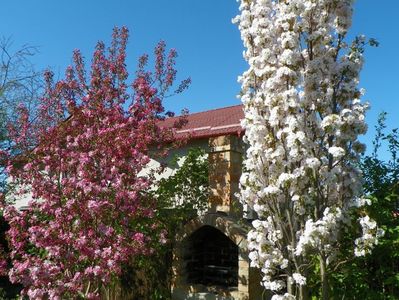 prunus Amanogawa si malus Rudolph