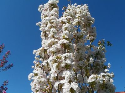 prunus Amanogawa