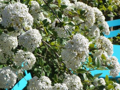 viburnum burkwoodii