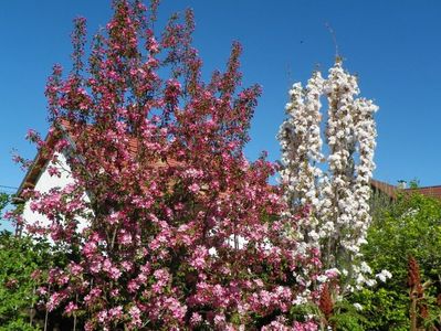 prunus Amanogawa si malus Rudolph