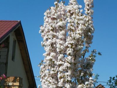 prunus Amanogawa