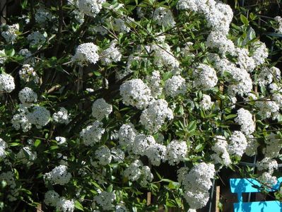 viburnum burkwoodii