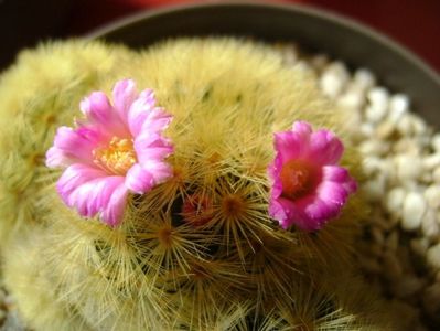 Mammillaria carmenae