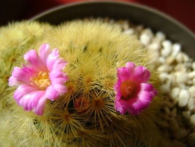 Mammillaria carmenae