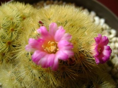 Mammillaria carmenae