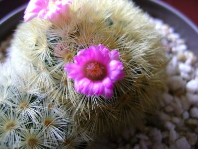 Mammillaria carmenae