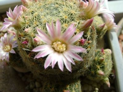 Mammillaria schiedeana ssp. giselae