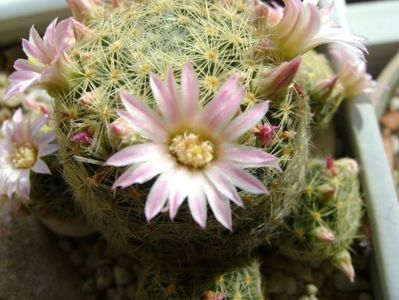 Mammillaria schiedeana ssp. giselae