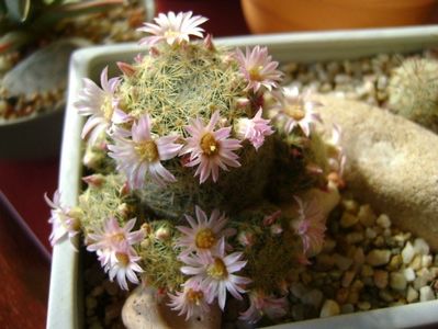 Mammillaria schiedeana ssp. giselae